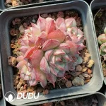 Echeveria Devil King Clustering