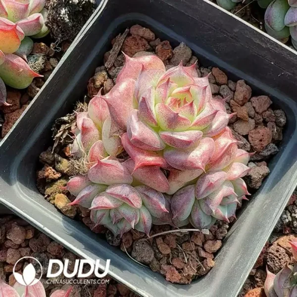 Echeveria Devil King Clustering - Image 2