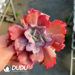 Echeveria Croza