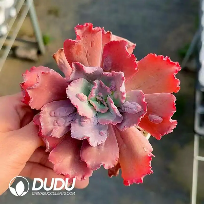 1756118552-e201-174.webp Echeveria Croza - Image 1