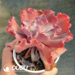 Echeveria Croza - Image 2