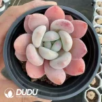 Echeveria Aocheng