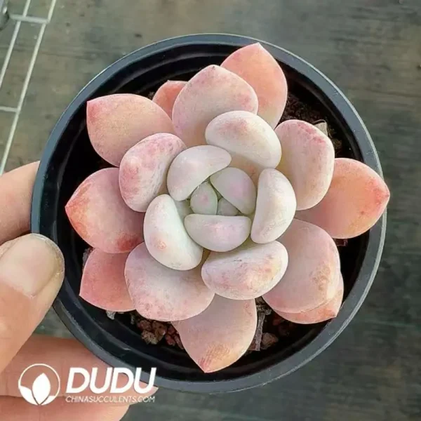 Echeveria Aocheng - Image 2