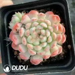 Echeveria Small Orange Coat