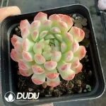 Echeveria Small Orange Coat - Image 2