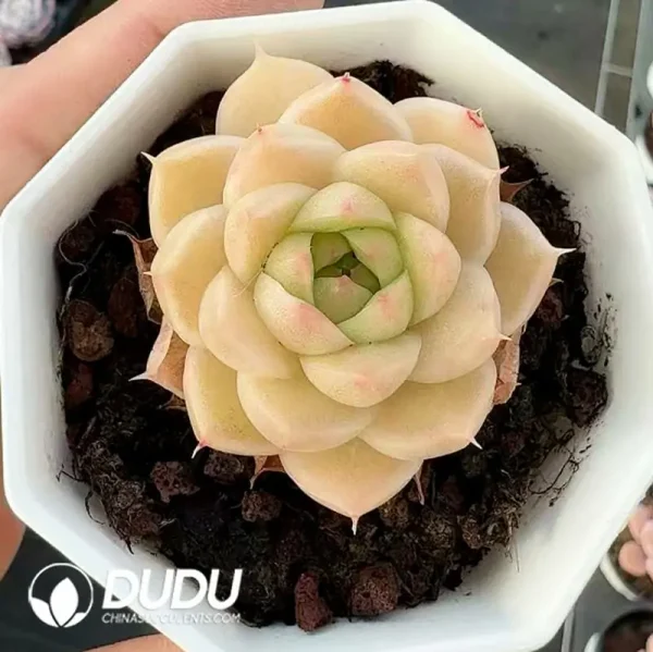 1756118560-e201-179.webp Echeveria Minglan - Image 1