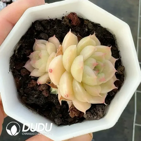 1756118561-e202-179.webp Echeveria Minglan - Image 2