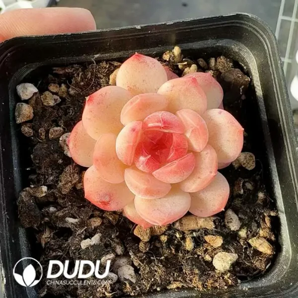 Echeveria coral - Image 2