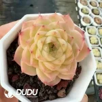 Echeveria White peach heart