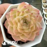 Echeveria White peach heart - Image 2