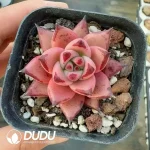 Echeveria Romeo
