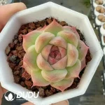 Echeveria Danxia Jenny