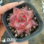 Echeveria Romeo - Image 2