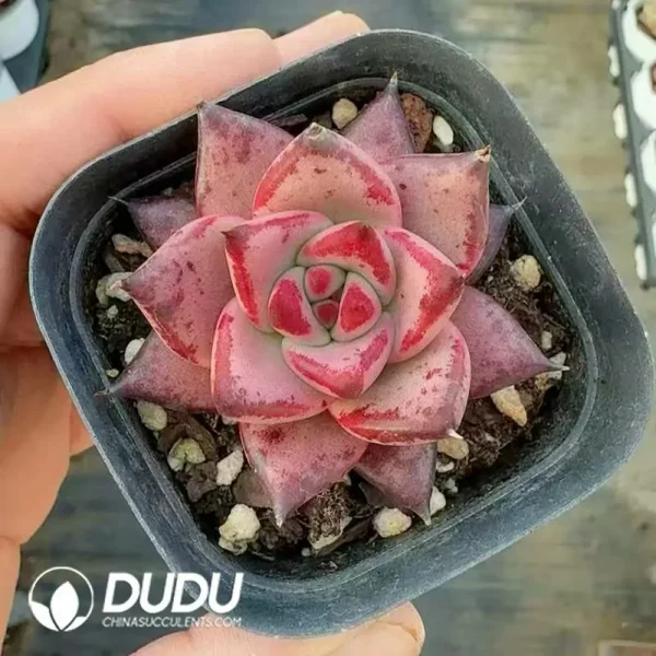 Echeveria Romeo - Image 2