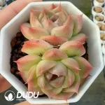 Echeveria Danxia Jenny - Image 2