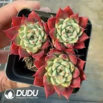 Echeveria Night - Image 2