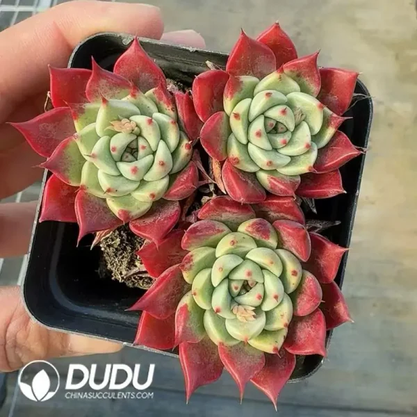 Echeveria Night - Image 2