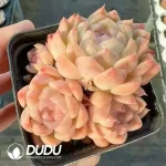 Echeveria Misty Rain Clustering