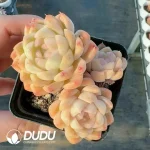 Echeveria Misty Rain Clustering - Image 2