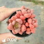 Echeveria Chanel Clustering