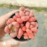 Echeveria Chanel Clustering - Image 2