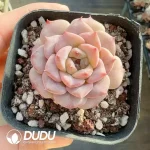 Echeveria Pink Delight