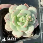 Echeveria Vanilla