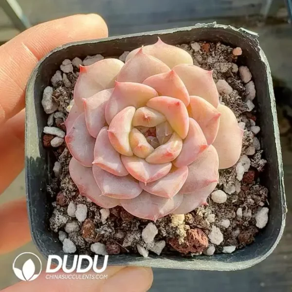 Echeveria Pink Delight - Image 2