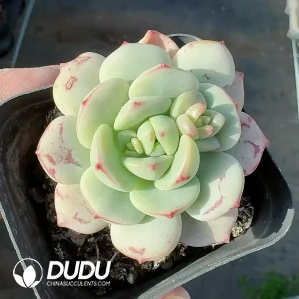 Echeveria Vanilla - Image 2