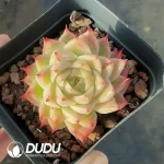 Echeveria JingZhe