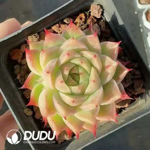 Echeveria JingZhe - Image 2
