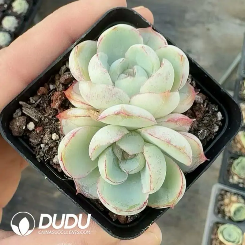 1756118581-e201-190.webp Echeveria Shell - Image 1