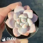 Echeveria Snow Anna