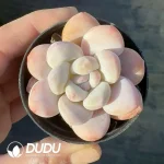 Echeveria Snow Anna - Image 2