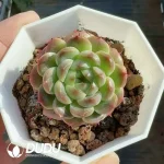 Echeveria Akabane