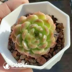Echeveria Akabane - Image 2