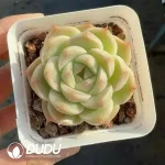 Echeveria Kovadi