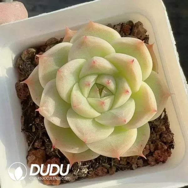 Echeveria Kovadi - Image 2