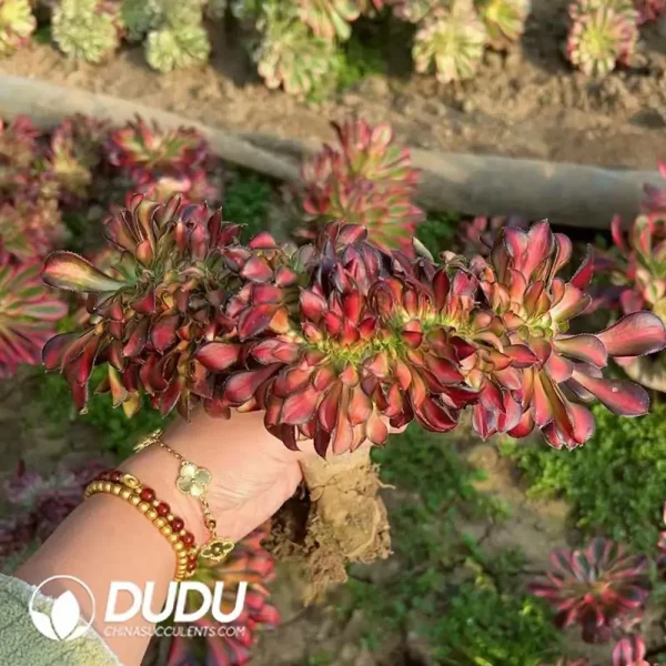 1756118589-e201-194.webp Aeonium Afterglow Old Stem Cristata - Image 1