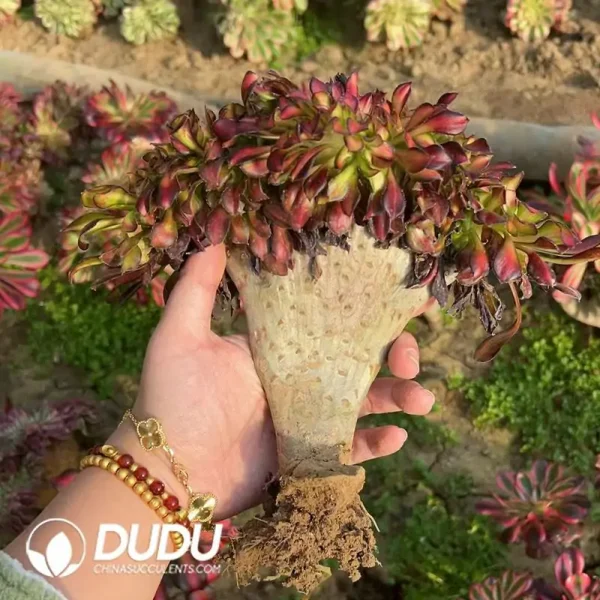 1756118591-e202-194.webp Aeonium Afterglow Old Stem Cristata - Image 2