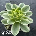 Aeonium Greenovia Spring Dawn