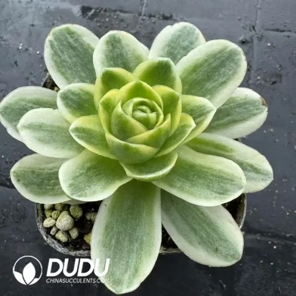 1756118593-e201-196.webp Aeonium Greenovia Spring Dawn - Image 1