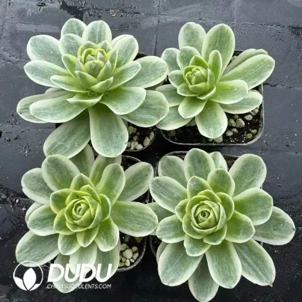 1756118594-e202-196.webp Aeonium Greenovia Spring Dawn - Image 2