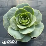 Aeonium Greenovia Pandora