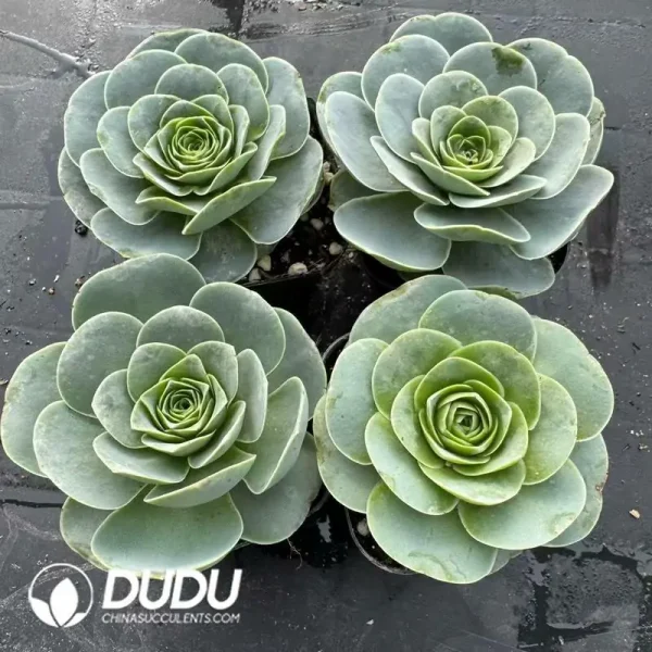 Aeonium Greenovia Pandora - Image 2