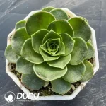 Aeonium Greenovia Princess Clustering