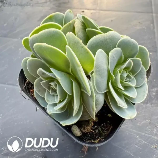 Aeonium Greenovia Pandora Clustering - Image 1