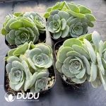 Aeonium Greenovia Pandora Clustering - Image 2