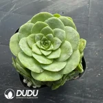 Aeonium Greenovia Blood Cherry Clustering
