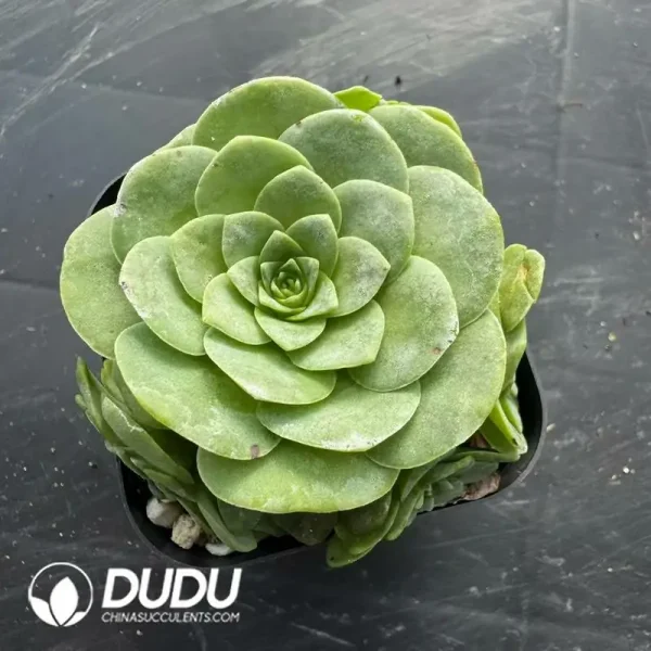 1756118603-e201-201.webp Aeonium Greenovia Blood Cherry Clustering - Image 1